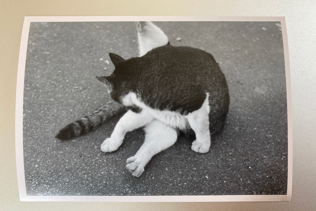 Kodak Retina ⅢC 猫
